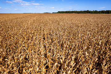 Vista a&eacute;rea de planta&ccedil;&atilde;o de milho