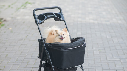 Cute spitz dog in pet stroller outdoors. 