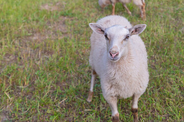 Fototapeta premium A sheep is standing in a field of grass