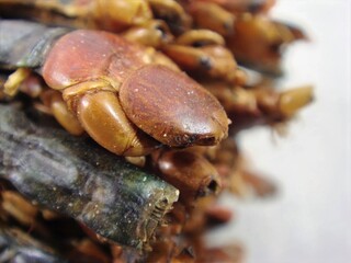 Scolopendra subspinipes, called Ogong, is a dried centipede used in traditional medicine to calm convulsions, detoxify, reduce swelling, relieve pain, and treat inflammatory conditions.