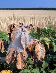 Diseased potato plant in a field