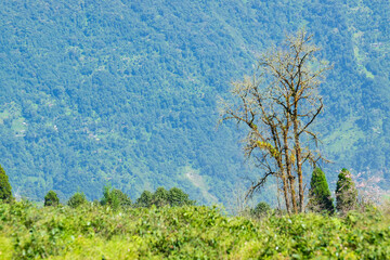 The cherry blossom, or sakura, is the flower of trees in Prunus subgenus Cerasus. Cherry blossom trees at Temi tea garden of Ravangla, Sikkim, beautiful vast tea plantation on gradually sloping field.