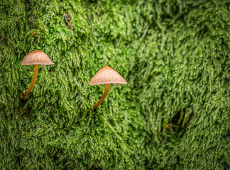 Two small mushrooms with orange stems in lush green moss, forest close-up with soft natural light

