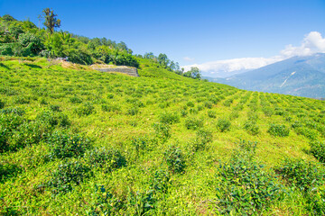 Temi tea garden of Ravangla, Sikkim, beautiful vast tea plantation on gradually sloping field with mountains and blue sky in the background. It is only tea garden in Sikkim, one of the world's best.