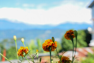 Vibrant orange marigold flowers, Tagetes genus, Indian marigold or genda phool with the backdrop of Himalayan mountains, Rinchenpong, Sikkim,