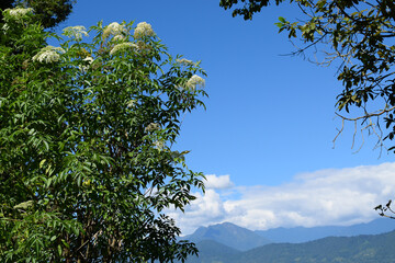 Elderberry plant, species of Sambucus, characteristic clusters of small white flowers, green leaves against clear blue sky and Himalayan mountains, Rinchenpong, Sikkim, India.