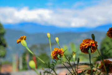 Vibrant orange marigold flowers, Tagetes genus, Indian marigold or genda phool with the backdrop of Himalayan mountains, Rinchenpong, Sikkim,