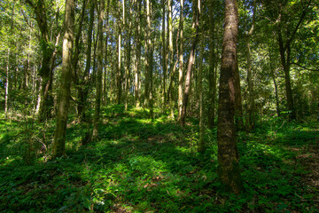 Obraz premium Lush green forest Poison Lake, Poison Pokhari. Lepchas,natives poisoned water of pond, main source of water using herbs, thus killing almost half of exploring British army. Rinchenpong, Sikkim, India.