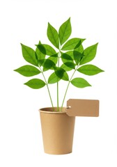 Green plant in a pot with a blank tag isolated on white background