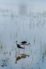 Two black-winged stilts standing in shallow water surrounded by grass-like vegetation. Their long red legs and clear reflections create a peaceful and symmetrical scene in a natural wetland habitat.