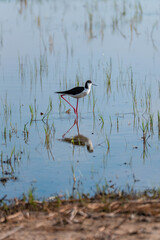 (Himantopus himantopus) Black-winged stilt standing in shallow water surrounded by green grass. Its long pink legs and clear reflection create a symmetrical and peaceful scene.