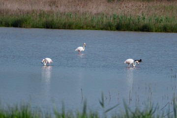 Three flamingos (Phoenicopterus roseus) wading in shallow water within a wetland habitat. The birds are spaced apart, foraging or resting, with calm reflections and tall grasses in the background. 