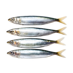 Naklejka premium Fresh sardines lined up ready for cooking and consumption on transparent background