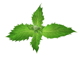 Fresh mint leaves isolated on white background. Fresh melissa leaves on white.
