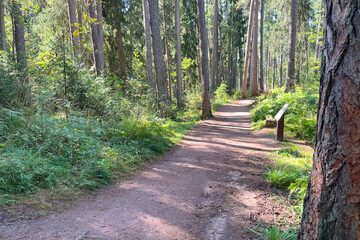 Beautiful path in park in summer sunny day among old trees.