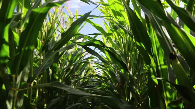 Going, walking through corn field during sunny day. Agriculture background