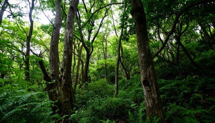 Lush green forest with tall trees and undergrowth