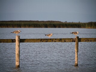 Seagulls on wooden posts over a lake.