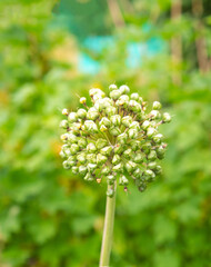 A green flower with a white center