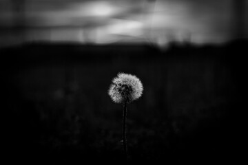 Obraz premium dandelion on black background