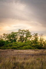 Dense green trees behind a dry autumn field at sunset