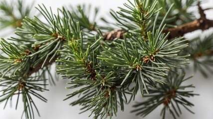 Pine branches isolated, traditional Christmas greenery