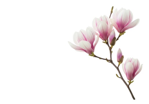 Delicate magnolia branch with soft pink and white blooms and ovate buds, sharply focused against a transparent background with copy space. Concept of spring's awakening and natural purity