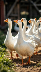 Obraz premium Close-up of geese flock walking on a rural farm in soft sunlight