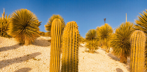 Desert landscape with various cacti and yucca plants on a white stone bed under a clear blue sky....
