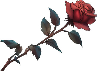 Single Red Rose with Dark Green Leaves and Thorns on a White Background Keywords: rose, red rose, flower, single flower, bloom, blossom, botanical, flora