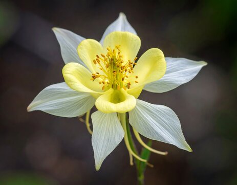Close-up of a delicate yellow and white flower