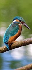 Closeup of a kingfisher
