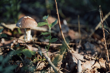 single mushroom,enhancing the calm beauty of the woodland scene.