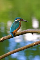 Closeup of a kingfisher