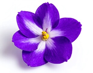 Obraz premium Close-up of vibrant purple flower