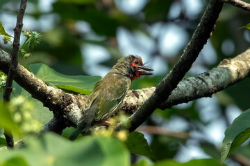 Coppersmith barbet (Psilopogon haemacephalus)
,A Coopersmith Barbet bird was on a tree branch, Close-up of barbet perching on branch