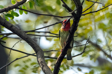 Coppersmith barbet (Psilopogon haemacephalus)
,A Coopersmith Barbet bird was on a tree branch, Close-up of barbet perching on branch