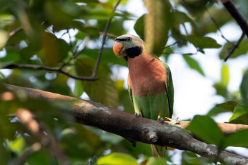 Close-up of parakeet perching on branch,Rose ringed parkeet on branch