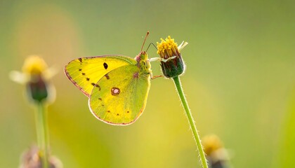 Close-up of a bright yellow butterfly on a flower stem
