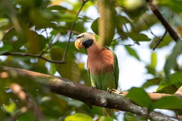Close-up of parakeet perching on branch,Rose ringed parkeet on branch