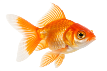 Bright orange goldfish swimming isolated on white background