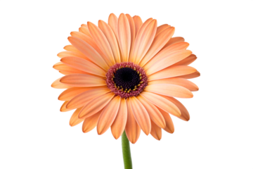 Peach gerbera daisy flower isolated on white background