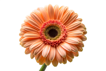 A single, vibrant peach-orange Gerbera daisy in full bloom, featuring intricate petal details and a dark center, captured in a studio shot and isolated on a clean white background