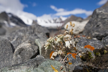 Mountain flower edelweiss close-up.
