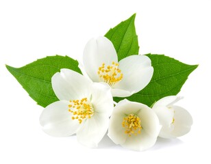 Obraz premium Close-up of jasmine flowers and leaves (1)