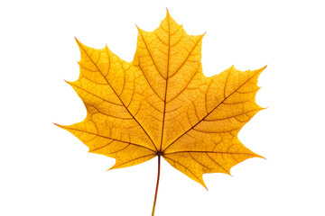 Fototapeta premium Golden maple leaf isolated on white background