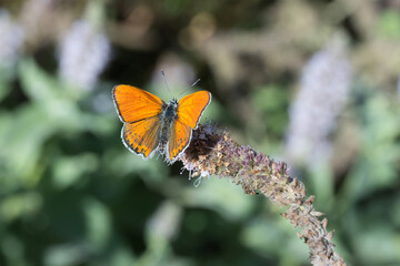Lycaenidae / Küçük Ateş / Lesser Fiery Copper / Lycaena thersamon