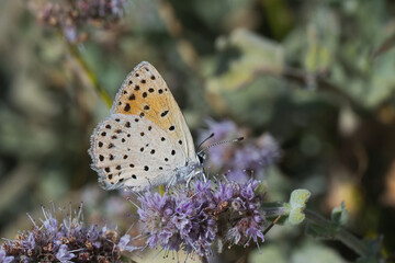 Lycaenidae / Küçük Ateş / Lesser Fiery Copper / Lycaena thersamon