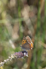 Lycaenidae / Benekli Bakır / Small Copper / Lycaena phlaeas