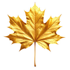 Obraz premium Glistening Gold Maple Leaf An Emblem of Autumnal Splendor and Natural Beauty Detailed Veins and Intricate Textures Create a Luxurious Feel